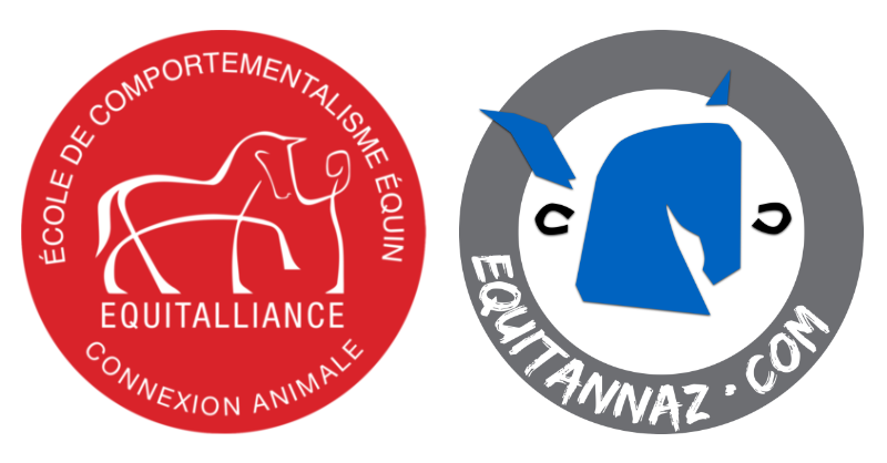 Formation Animateur Equitation Officiel